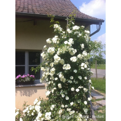 Rosier grimpant DECOROSIERS® Opalia®