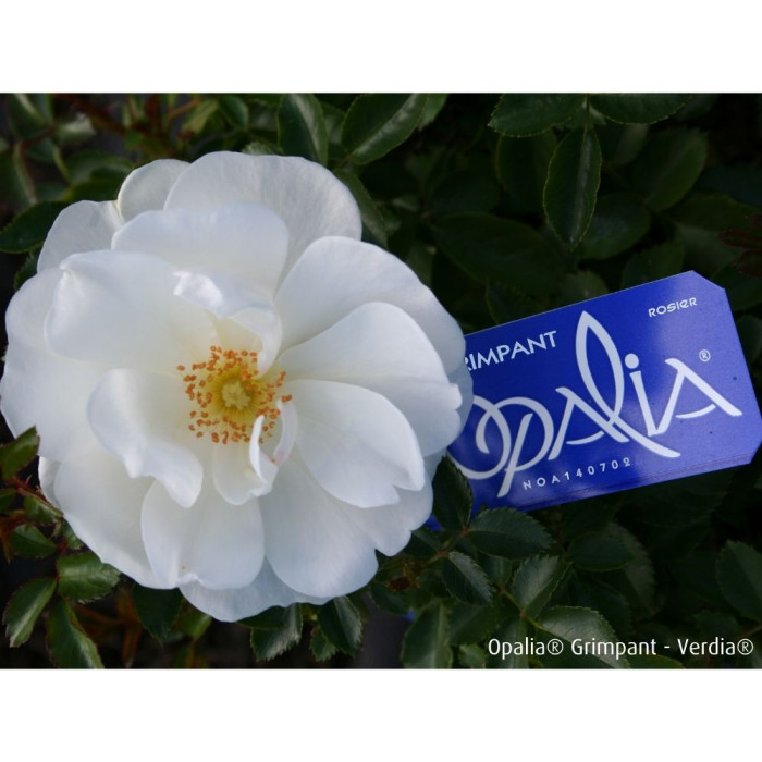 Rosier grimpant DECOROSIERS® Opalia®