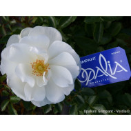 Rosier grimpant DECOROSIERS® Opalia®