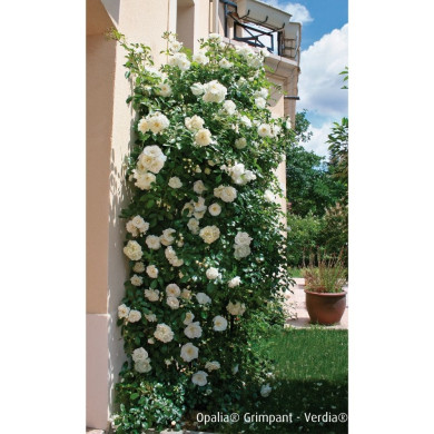 Rosier grimpant DECOROSIERS® Opalia®