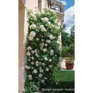 Rosier grimpant DECOROSIERS® Opalia®