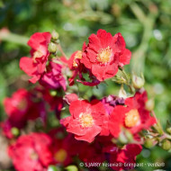 Rosier grimpant DECOROSIERS® Vesuvia®
