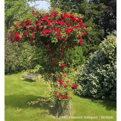 Rosier grimpant DECOROSIERS® Vesuvia®