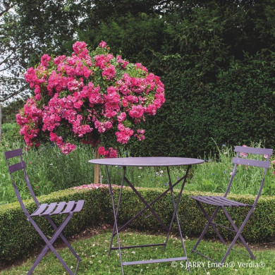 Rosier tige DECOROSIERS® Emera®