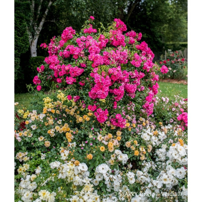 Rosier tige DECOROSIERS® Emera®