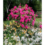 Rosier tige DECOROSIERS® Emera®