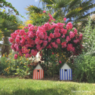 Rosier tige DECOROSIERS® Emera®