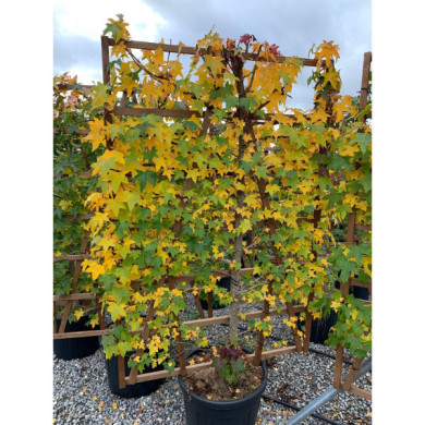Liquidambar styraciflua