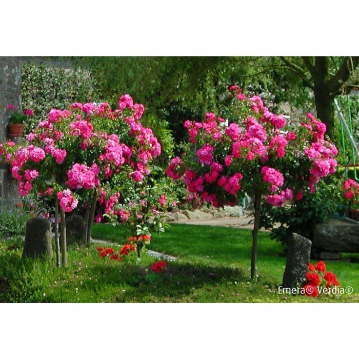Rosier tige DECOROSIERS® Emera®