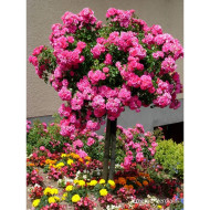 Rosier tige DECOROSIERS® Emera®
