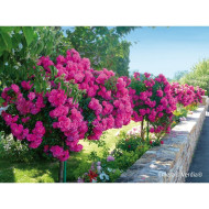 Rosier tige DECOROSIERS® Emera®