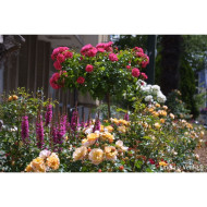 Rosier tige DECOROSIERS® Emera®