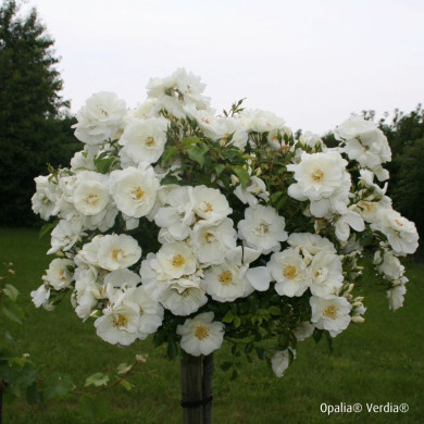 Rosier tige DECOROSIERS® Opalia®