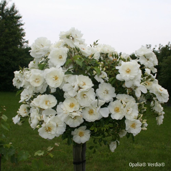 Rosier tige DECOROSIERS® Opalia®