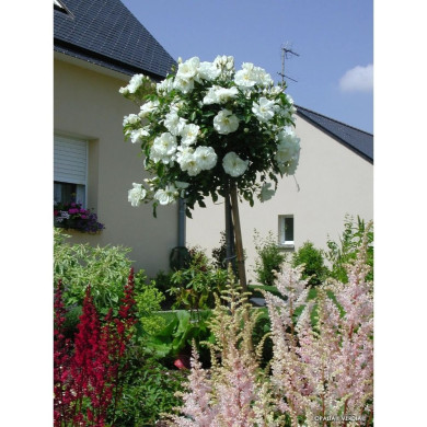 Rosier tige DECOROSIERS® Opalia®
