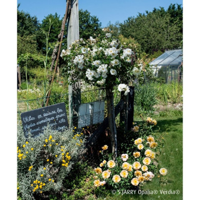 Rosier tige DECOROSIERS® Opalia®