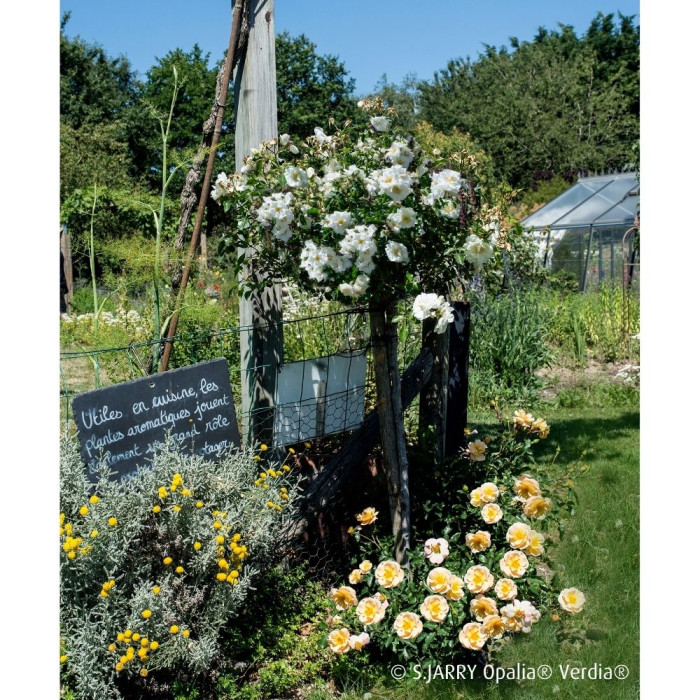 Rosier tige DECOROSIERS® Opalia®