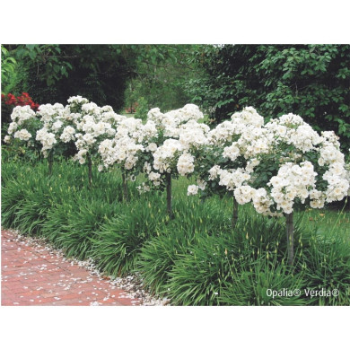 Rosier tige DECOROSIERS® Opalia®