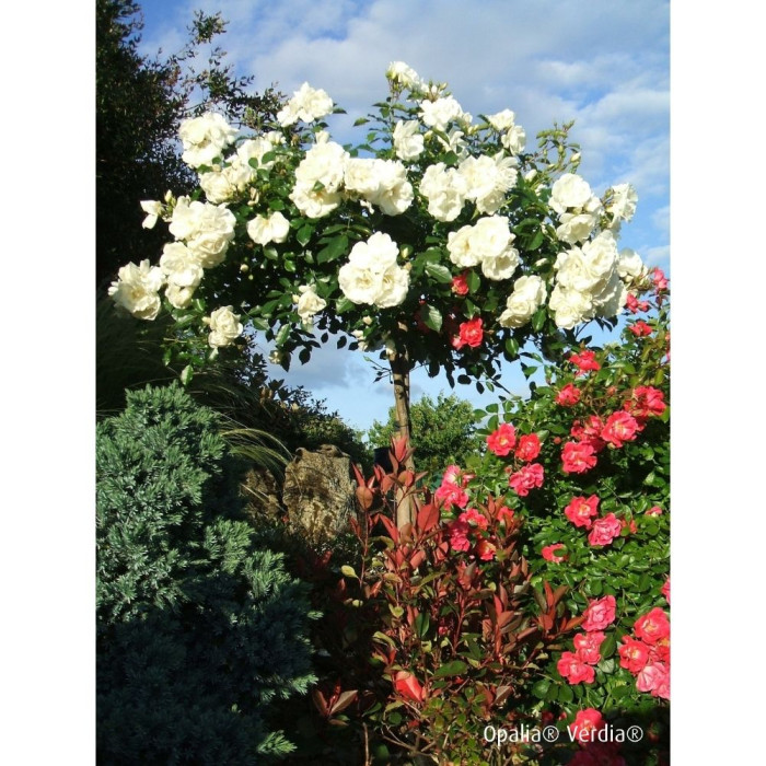 Rosier tige DECOROSIERS® Opalia®