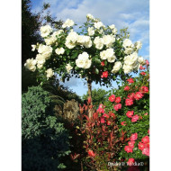 Rosier tige DECOROSIERS® Opalia®