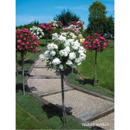 Rosier tige DECOROSIERS® Opalia®