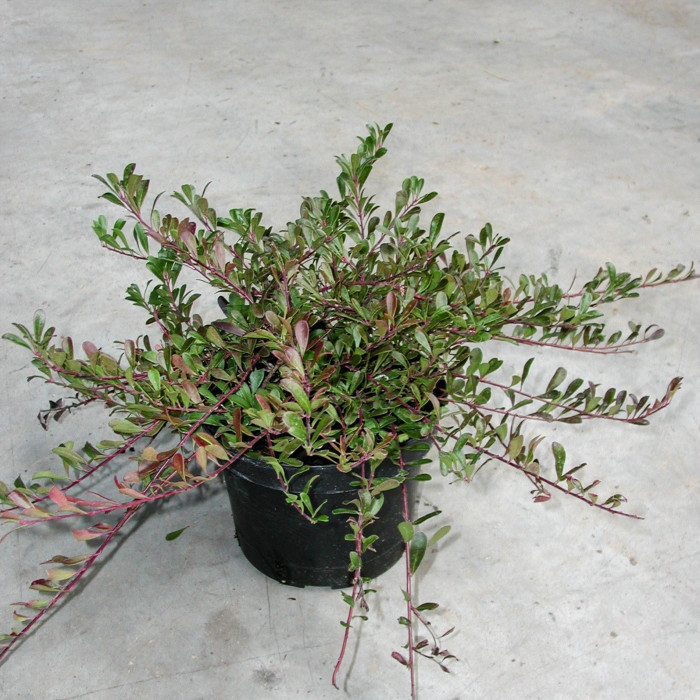 Arctostaphylos uva-ursi 'Vancouver Jade'