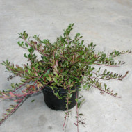 Arctostaphylos uva-ursi 'Vancouver Jade'