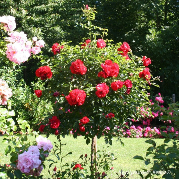 Rosier tige DECOROSIERS® New vesuvia®