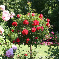 Rosier tige DECOROSIERS® New vesuvia®
