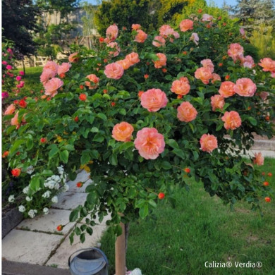 Rosier tige DECOROSIERS® Calizia®