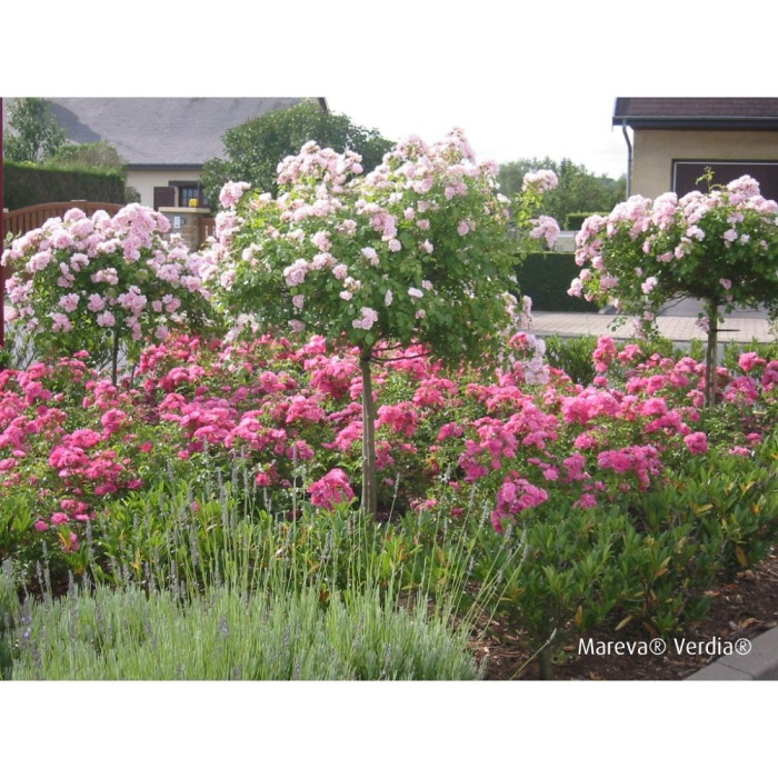 Rosier tige DECOROSIERS® Mareva®