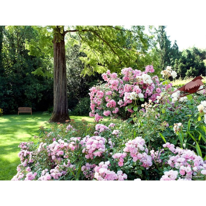 Rosier tige DECOROSIERS® Mareva®