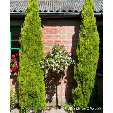 Rosier tige DECOROSIERS® Mareva®