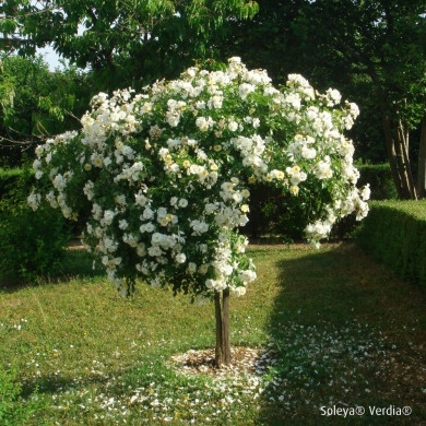 Rosier tige DECOROSIERS® Soleya®
