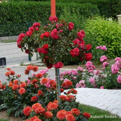 Rosier tige DECOROSIERS® Kadora®