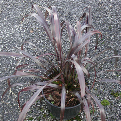Phormium 'Platt's Black'