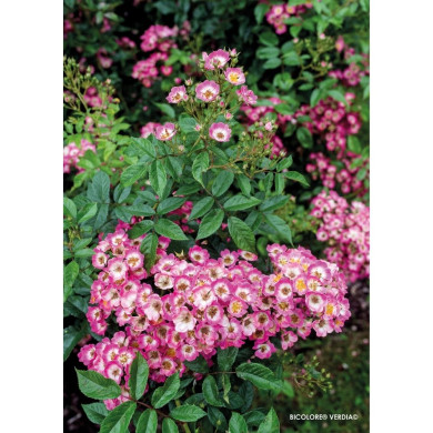 Rosier paysager Rosanatura bicolore®