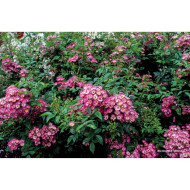 Rosier paysager Rosanatura bicolore®