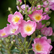 Rosier paysager Rosanatura bicolore®