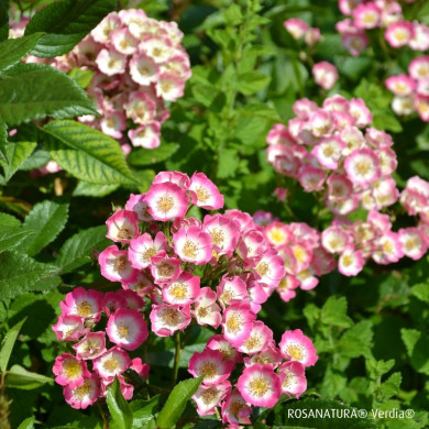 Rosier paysager Rosanatura bicolore®