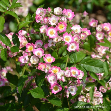 Rosier paysager Rosanatura bicolore®