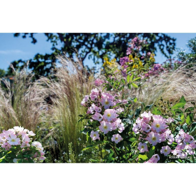 Rosier paysager Rosanatura rosea®