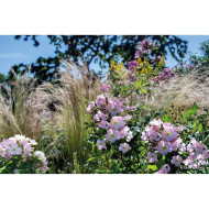 Rosier paysager Rosanatura rosea®