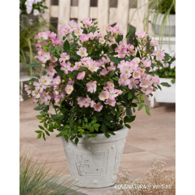 Rosier paysager Rosanatura rosea®