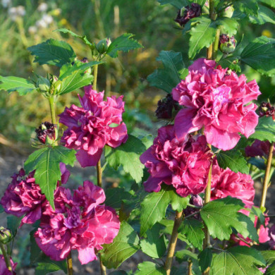 Hibiscus syriacus French Cabaret® red 'mindour1'