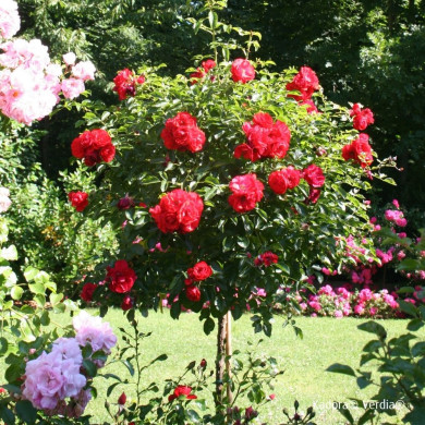 Rosier tige DECOROSIERS® Kadora®