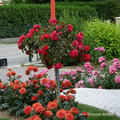 Rosier tige DECOROSIERS® New vesuvia®