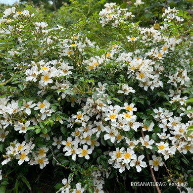 Rosa 'Visallcover' ROSANATURA® NAPI® (ROSANATURA® series )