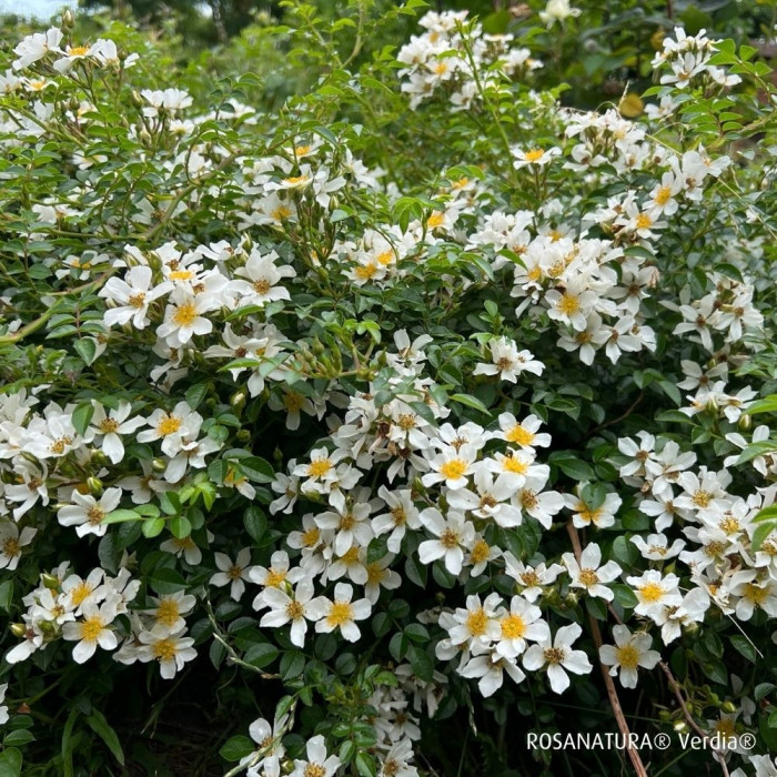 Rosa 'Visallcover' ROSANATURA® NAPI® (ROSANATURA® series )