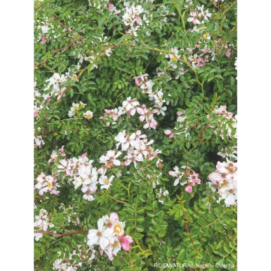 Rosa 'Visallcover' ROSANATURA® NAPI® (ROSANATURA® series )